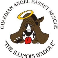 Guardian Angel Basset Rescue(@GABR_Bassets) 's Twitter Profile Photo