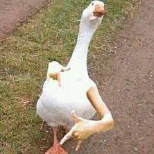 HolmesPato's profile picture.