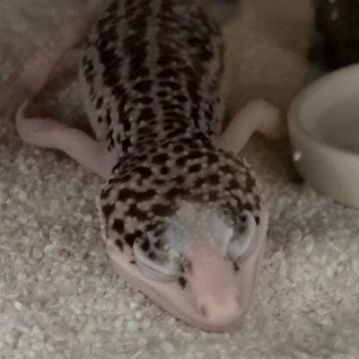 飼育メモ置場 | 22.10.29ビッグサイトへお迎えに行きました | 八橋くん🦎 |ギャラクシー phDB.EUCB | 2022.09生まれ | 飼い主虫NG😣 | ❌営業・スパム・広告・怪しいアカウントはブロックします❌