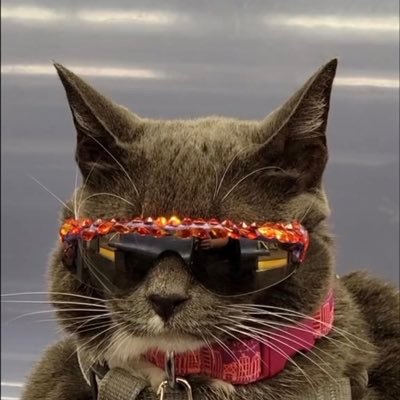 Creating awareness around the world to accept others for looking & being different & say no to bullying! #SunglassCat #BelikeBagel #Itsokaytolookandbedifferent