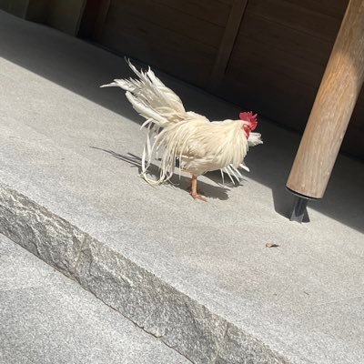 cherrys211's profile picture. 