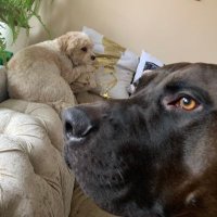 Zeus & Teddy 🐶(@Zeus_and_Ted) 's Twitter Profile Photo