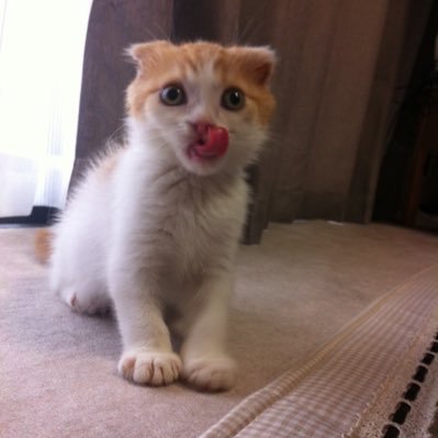 mocha_dev's profile picture. サーキット走ってます♪（ND5RC） メインはTSタカタ、岡山国際、阿讃。たま〜に遠征。車以外に、猫とラーメンと酒が大好物です。