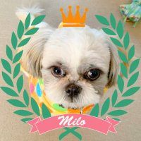 シーズー🐶マイロくん(@milo_Shih_Tzu) 's Twitter Profile Photo