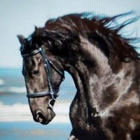 Cindy M (@cindymaida) 's Twitter Profile