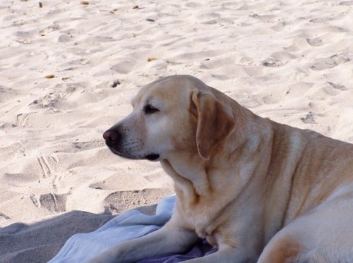 PatriziaViaro's profile picture. 