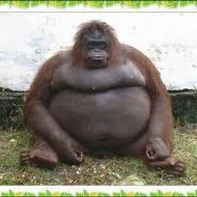 978 Fotos de Stock de Macaco Gordo - Fotos de Stock Gratuitas e