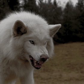 I am the White Wolf