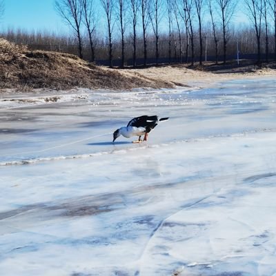 zhangbaoliang's profile picture. 