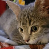 Brewer and Ellie (@brewercat1) 's Twitter Profile
