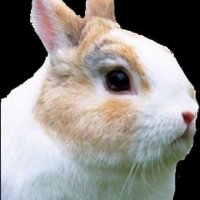 djamba vencida (@brusnos) 's Twitter Profile