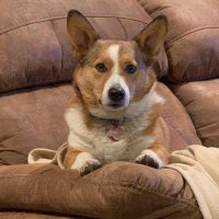 CorgiMom79(@Mom79Corgi) 's Twitter Profileg