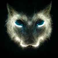 wolfcat(@wolfcat_eth) 's Twitter Profile Photo