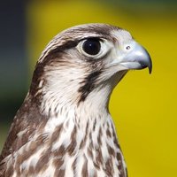 حمد العفاري (@bes9abtq6zvoljd) Twitter profile photo