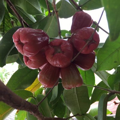 paradiseburiram's profile picture. ชมเพื่อความบันเทิง