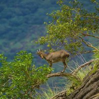 Environment and Ecology for UPSC ๐ฎ๐ณ (@ecology4upsc) 's Twitter Profile