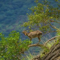 Environment and Ecology for UPSC 🇮🇳(@Ecology4UPSC) 's Twitter Profile Photo