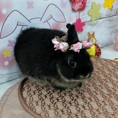 🌸がんばりすぎてるあなたへ🌸
凛が繋いだ優しさを、チワワの咲とうさぎの紡、糸が受け継ぎます🐰🐶🐰
癒しと心の免疫力をあなたに🍀
🎥YouTube更新中/紡がコメント返信中📝
YouTubeもぜひ遊びにきてね🐾