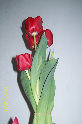 luxara