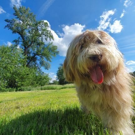 Ich bin ein PON, Bürohund und Sicherheitschef bei @RA_ABiat. Motto: 4 🐾 für ein Halleluja! Es schreibt Denny (🐾) oder der Zweibeiner (TD o. 🚶♂️ )