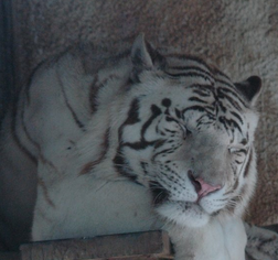 TigerAnubis's profile picture. I'm @The_Chimera_'s pet tiger. I'm also assistant manager of #ChimeraCorp not to mention a guinea pig for a lot of experiments.Some say lazy, I say well rested