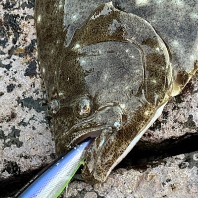 ike_ike_watashi's profile picture. 虫(アリ、蝶、蛾、蜂、オサゴミ、キリギリス、水生昆虫とか好き)、冬虫夏草(ド初心者)、釣り、自然での遊びが大好物人間。2023年から野鳥撮影の扉を開きました。