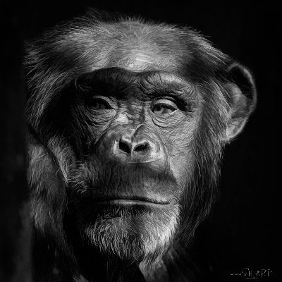 sharpfocus's profile picture. Wildlife & Zoo Photographer. 
Based in North Wales. 
Day job at the fabulous British Pet Products company Dogs & Co. 
https://t.co/dE3r9bvZUc 
#sharpfocusimages