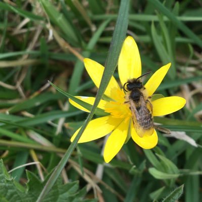 Ecologist based on Gower, working across south & west Wales. Butterflies, especially marsh fritillary, + bees, dragonflies, plants, mammals, reptiles, habitats.