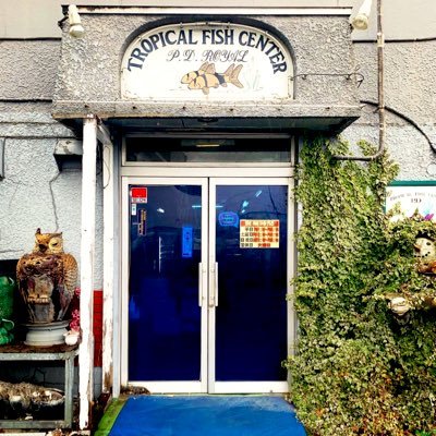 P D熱帯魚センターのファン Pd Fish Fan Twitter