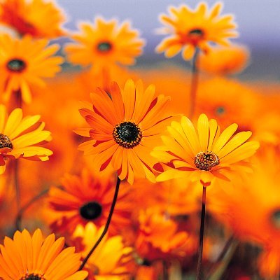 kotag82's profile picture. F1 fan