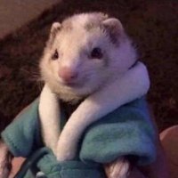 neph (@nephcs) 's Twitter Profile