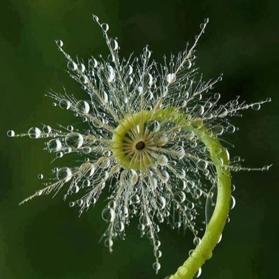 nsnakb's profile picture. Yaşam Boyu Öğrenici