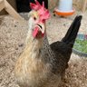 gotherid1's profile picture. No bio