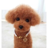 🌿🌱🌷あっこ・たくたく🌷🌱🌿♥️ 🐕🦺🐩ぼちぼち浮上️ 💨 (@akkolilo) 's Twitter Profile