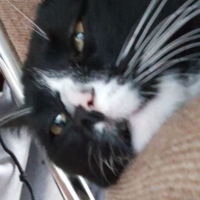 Zorbingus's profile picture. Grass fed 🌱 | 21