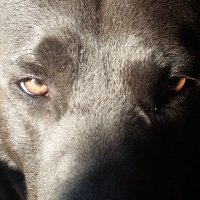 FCKPTN 📯 (@fckptnforever) 's Twitter Profile