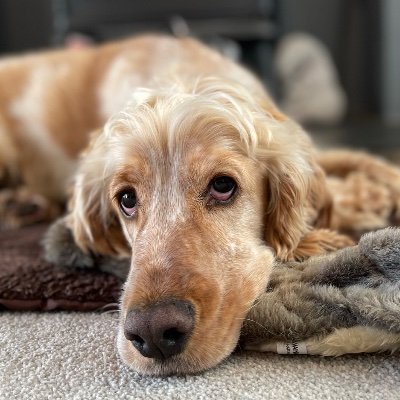 Just iPhone 12 Pro Max pictures, some with my Cocker Spaniel