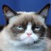 Chloe (@thechloecat819) Twitter profile photo Chloe (@thechloecat819) Twitter profile photo