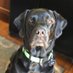 Jet the ornery black lab and his mom (@dryder1026) Twitter profile photo Jet the ornery black lab and his mom (@dryder1026) Twitter profile photo