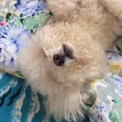 TewmeylBsarafse's profile picture. 