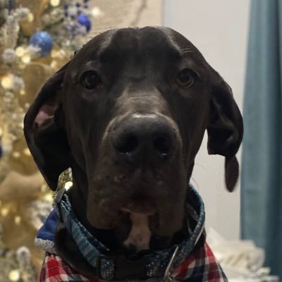 thegreatotto57's profile picture. 