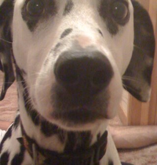 postalpuppy's profile picture. 