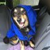 Jane Crofts and The Archduke Ralph 🌈💙 (@jane63c) Twitter profile photo Jane Crofts and The Archduke Ralph 🌈💙 (@jane63c) Twitter profile photo