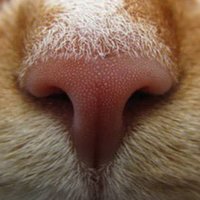 Dom Sip (@dom_sipowicz) 's Twitter Profile
