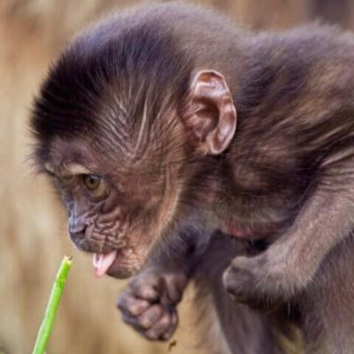 CONSTITUTIONALIST! I identify as a small primate licking grass and have two degrees from state run propaganda institutes that liberals say makes me smart!