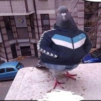 Gobaw (@gobawfn) 's Twitter Profile