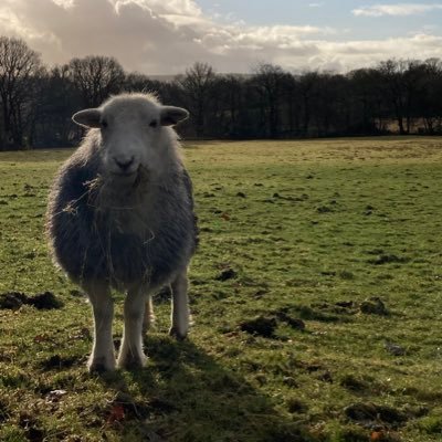 glanrhocca's profile picture. Farming and Forging in the beautiful Teifi valley. Simply growing traditional Herefords and welsh lamb and creating metal works ....