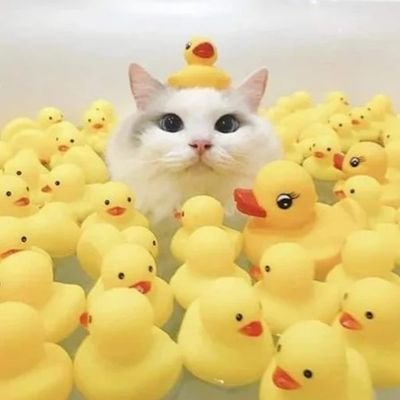 SGooner4's profile picture. Слава Україні! 💙💛