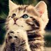 infostormer (@kittenstormer) Twitter profile photo infostormer (@kittenstormer) Twitter profile photo