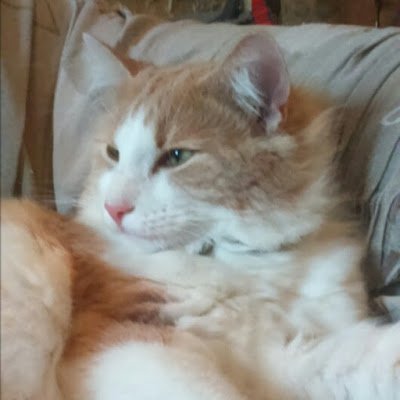 BlueEcureuil's profile picture. Amoureuse des animaux et en particulier des chats, prof, lectrice, lupique et plein d'autres choses...